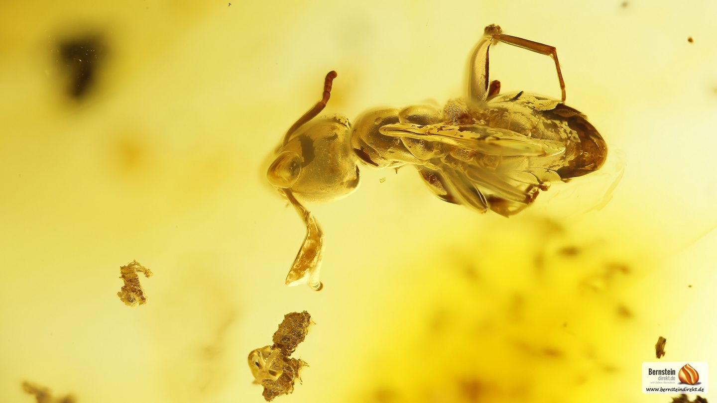 Ameise als Inkluse im Baltischen Bernstein, Ameise sowie weitere